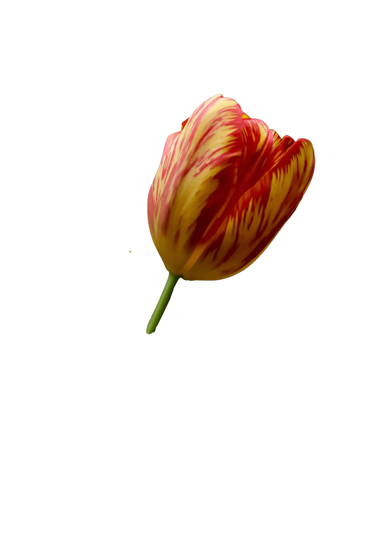 Tulip Flower Images Png Png Lab 10-essay-on-flower-in-hindi-flower